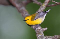 Prothonotary Warbler